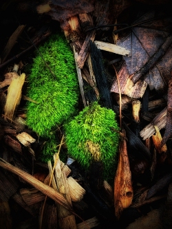 Moss Green