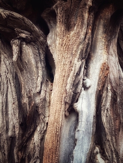 Petrified Tree